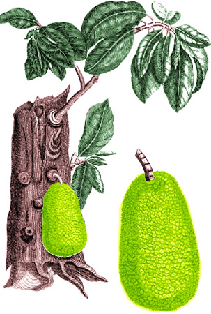 Jackfruit Tree
